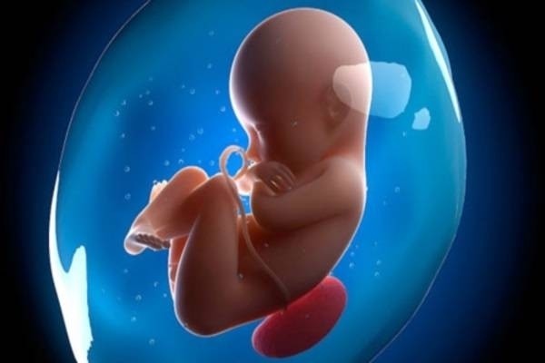 quá trình hình thành thai nhi trong bụng