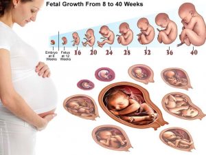 quá trình hình thành thai nhi trong bụng