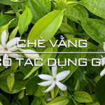 che-vang-co-tac-dung-gi-4