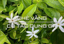 che-vang-co-tac-dung-gi-4