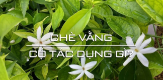 che-vang-co-tac-dung-gi-4