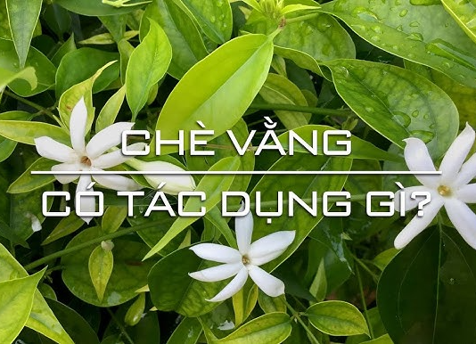 che-vang-co-tac-dung-gi-4