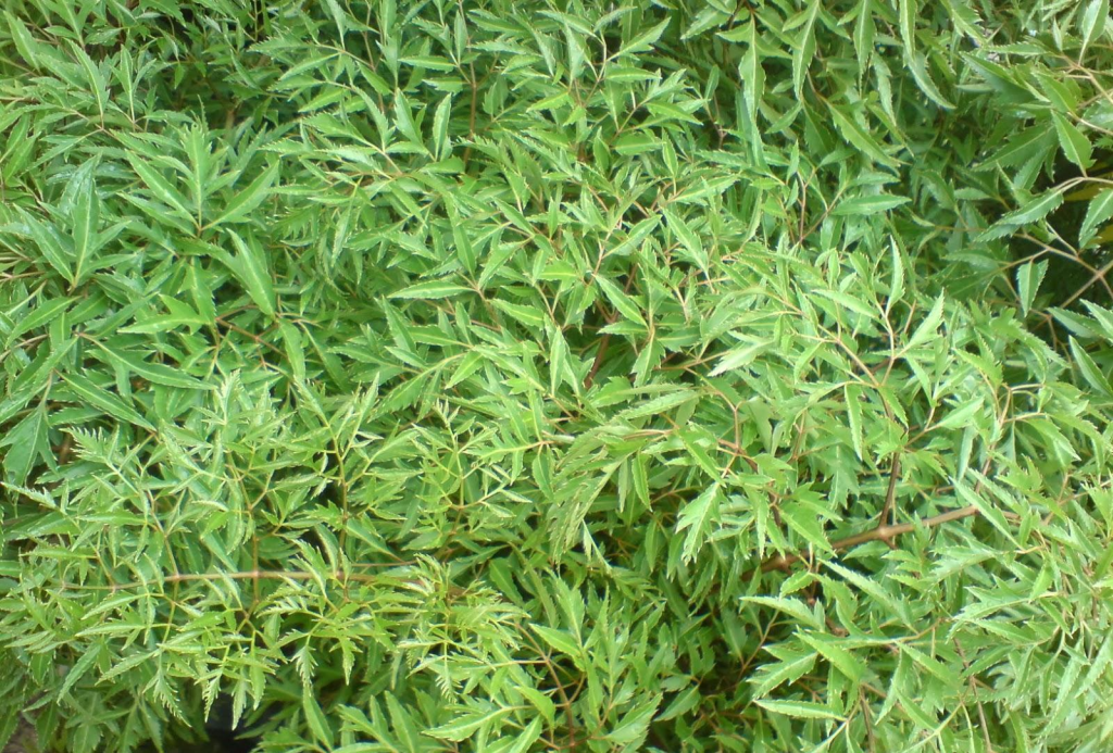 chua-tac-tia-sua-bang-la-dinh-lang-3