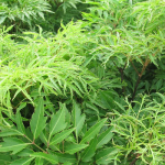 chua-tac-tia-sua-bang-la-dinh-lang-4
