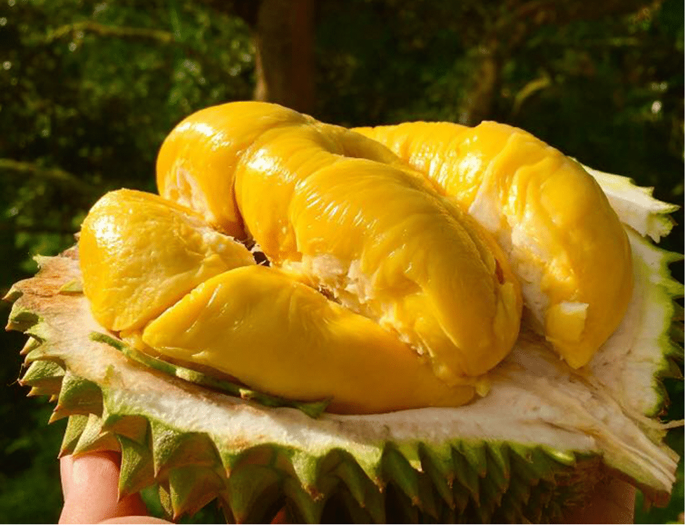 me-sau-sinh-an-sau-rieng-duoc-khong-11