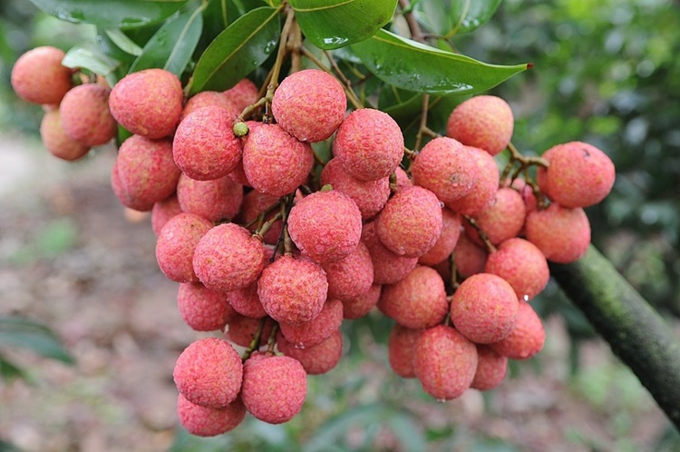 sau-sinh-an-vai-duoc-khong-2