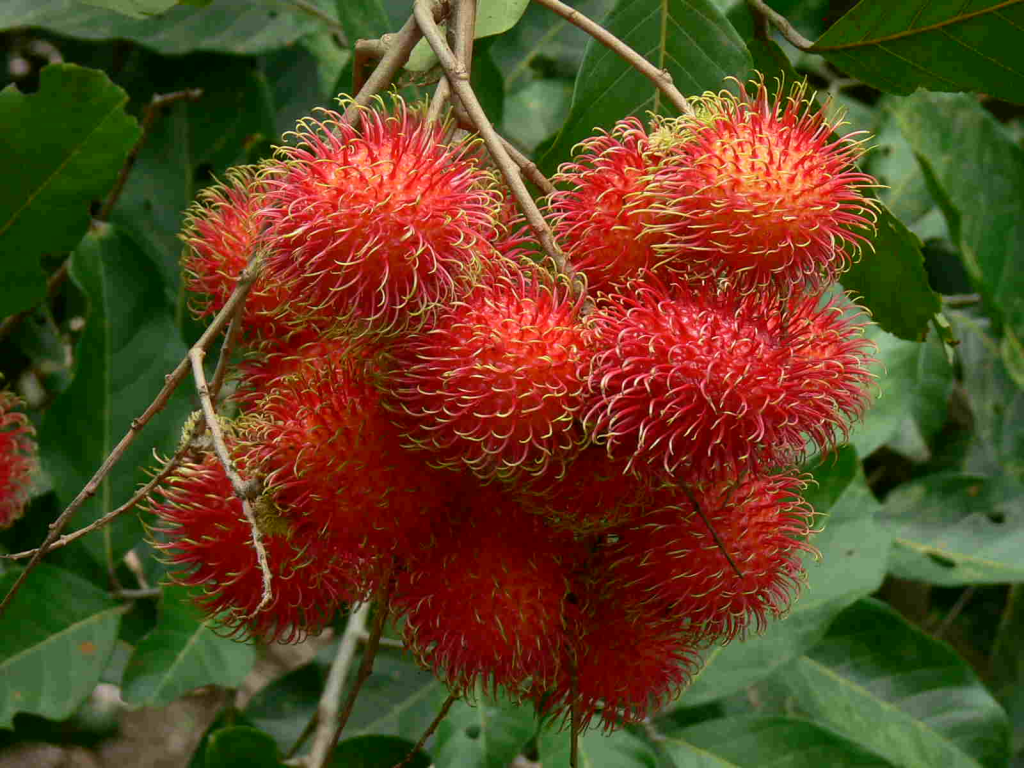 sau-sinh-an-chom-chom-duoc-khong-1