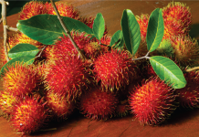 sau-sinh-an-chom-chom-duoc-khong-2