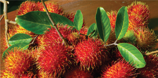 sau-sinh-an-chom-chom-duoc-khong-2