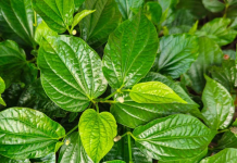 sau-sinh-an-la-lot-duoc-khong-1